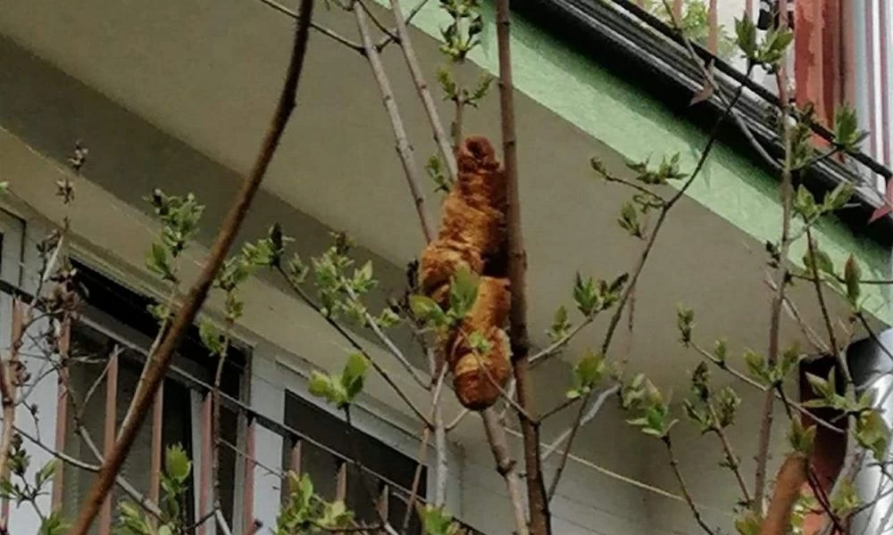 Πολωνία: Κάτοικοι νόμιζαν ότι ήταν ζώο και τελικά είδαν ένα… κρουασάν